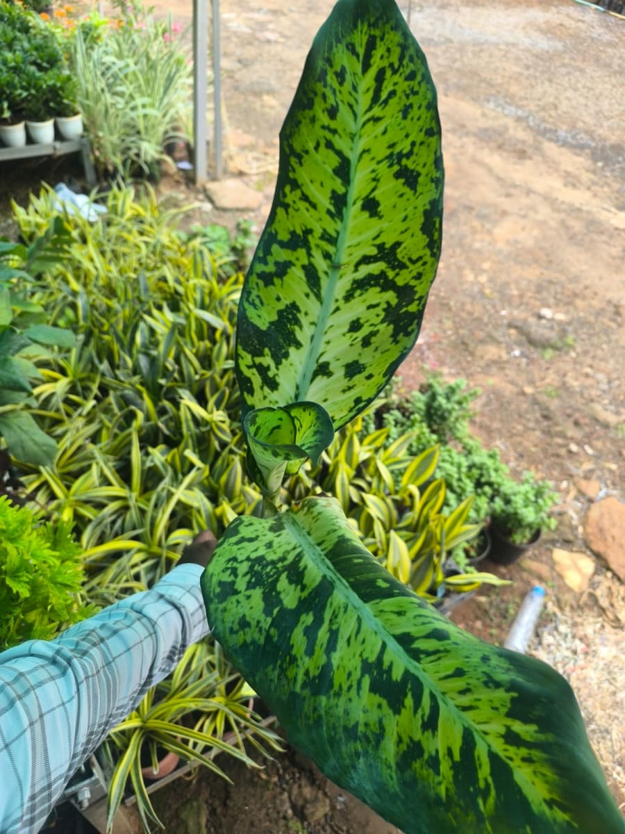 Dieffenbechia Big Banana