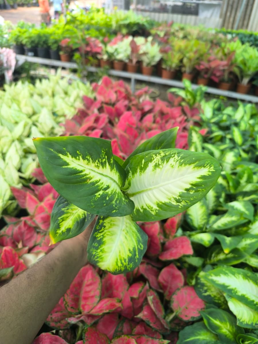 Dieffenbechia 'White Flame'