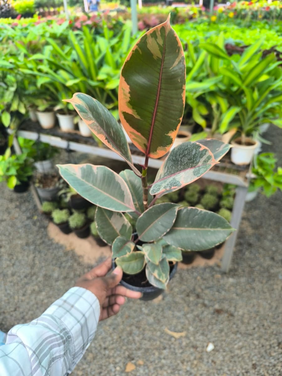 Rubber Plant Verigated 