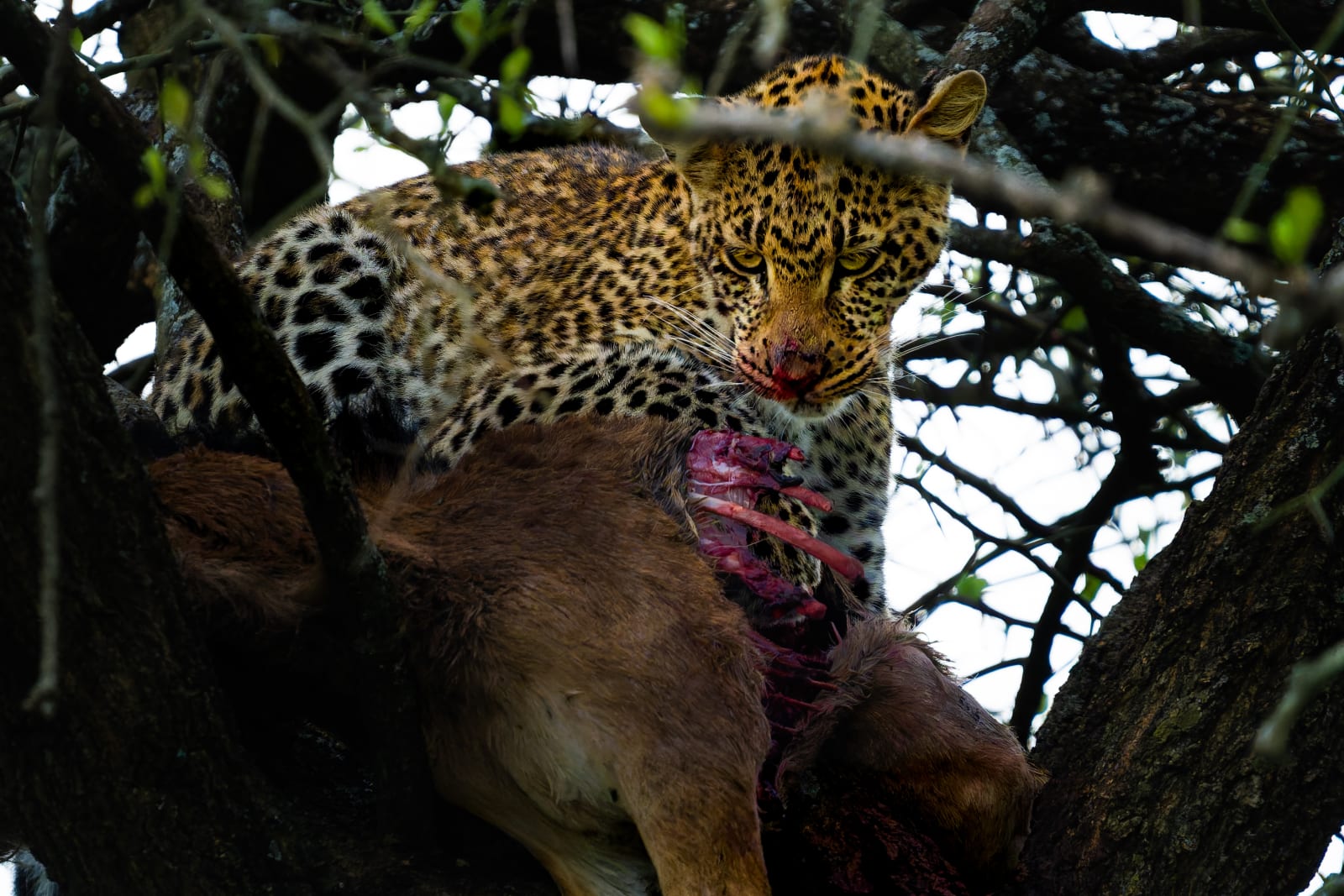 Leopard of Ndutu (3 of 4)