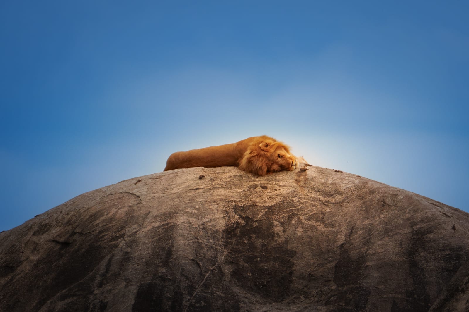 Why male lions sleep most of the day? (1 of 4)