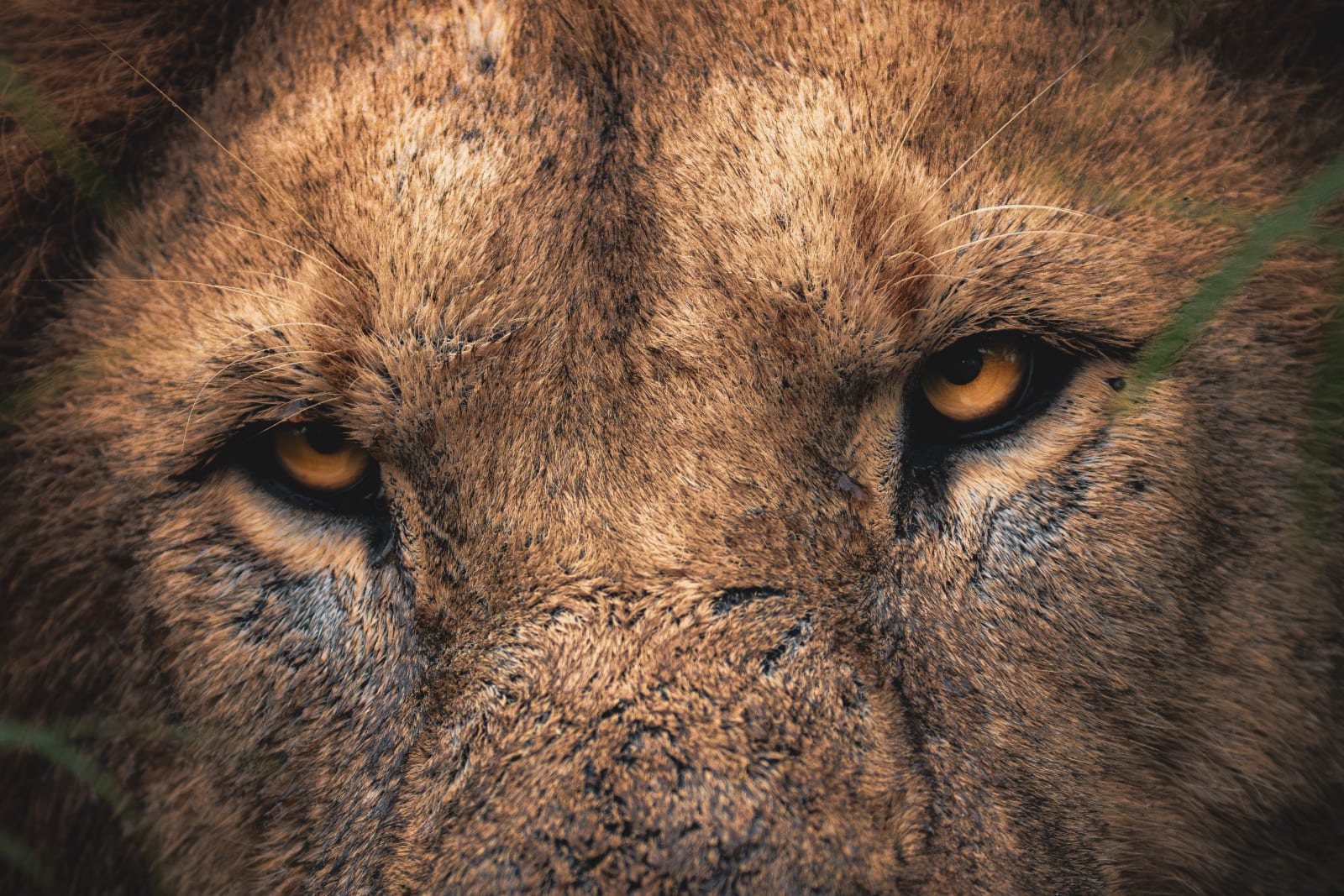 Why male lions sleep most of the day? (3 of 4)