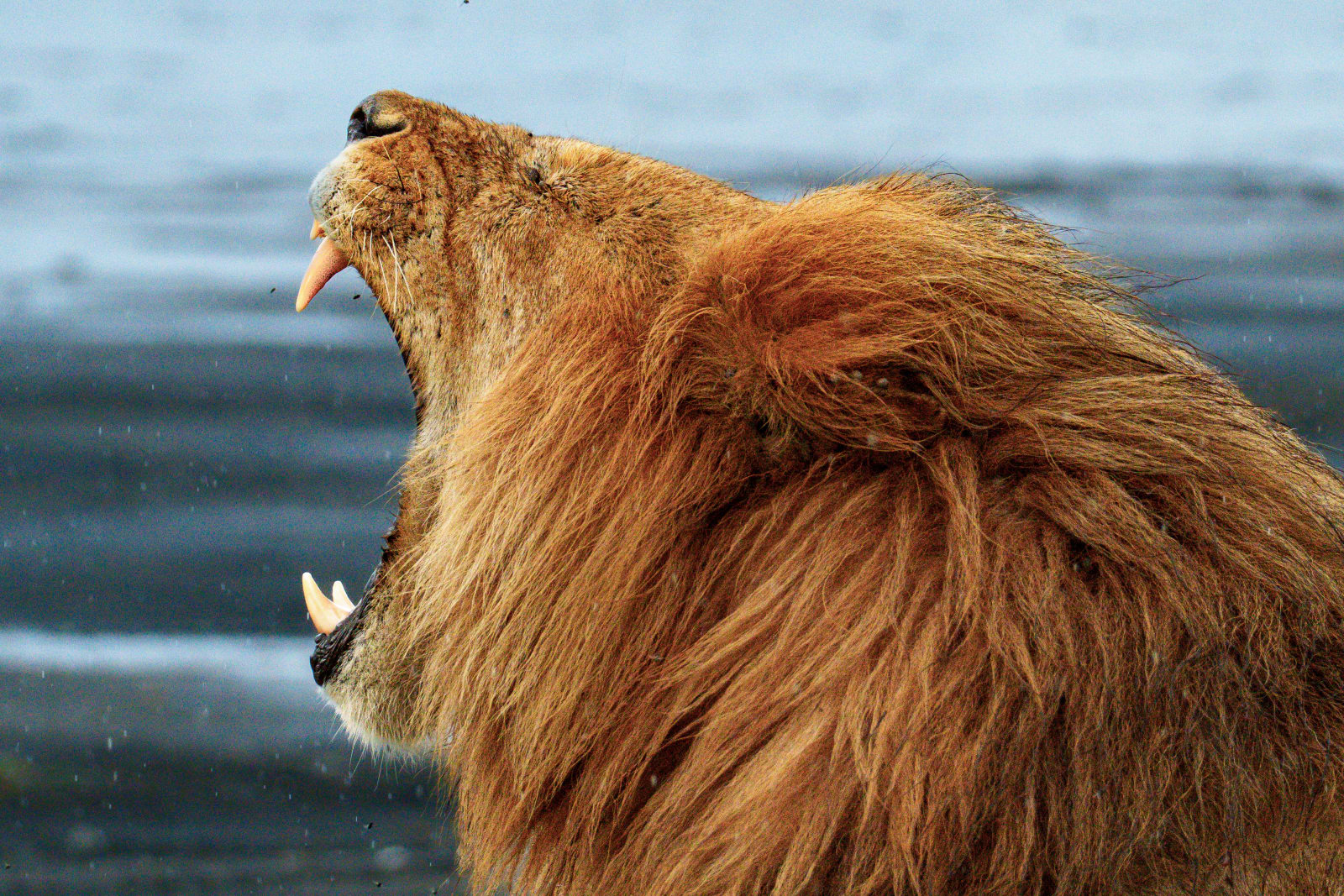 Why male lions sleep most of the day? (4 of 4)