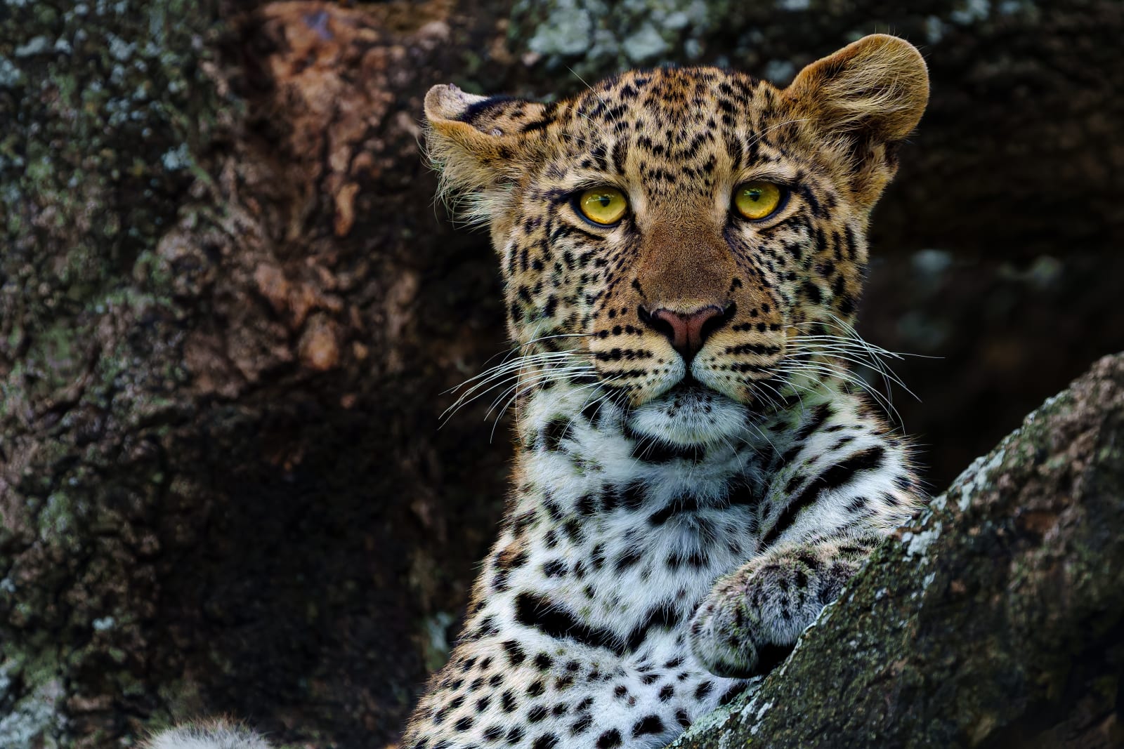 Leopard of Ndutu (4 of 4)