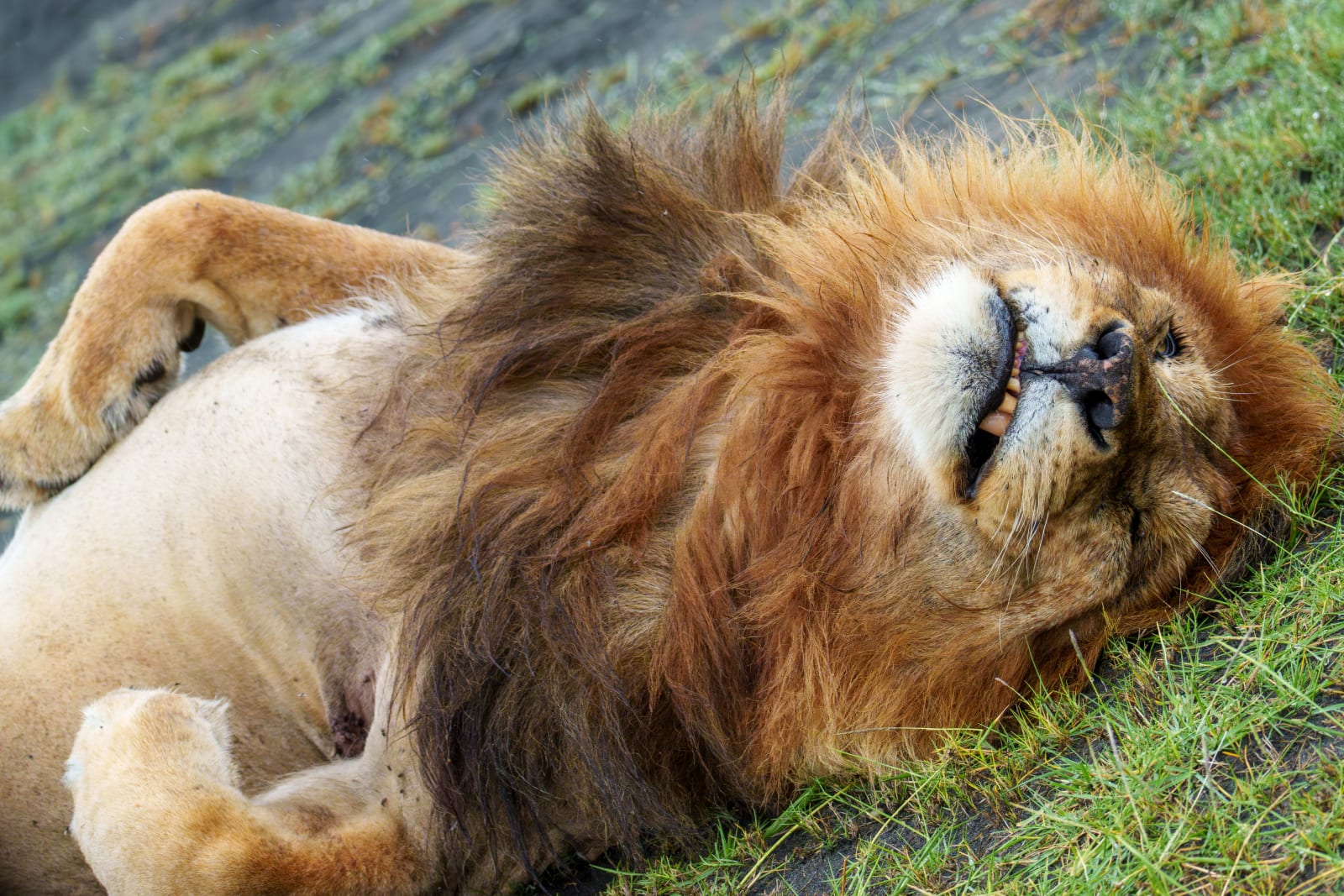 Why male lions sleep most of the day? (2 of 4)