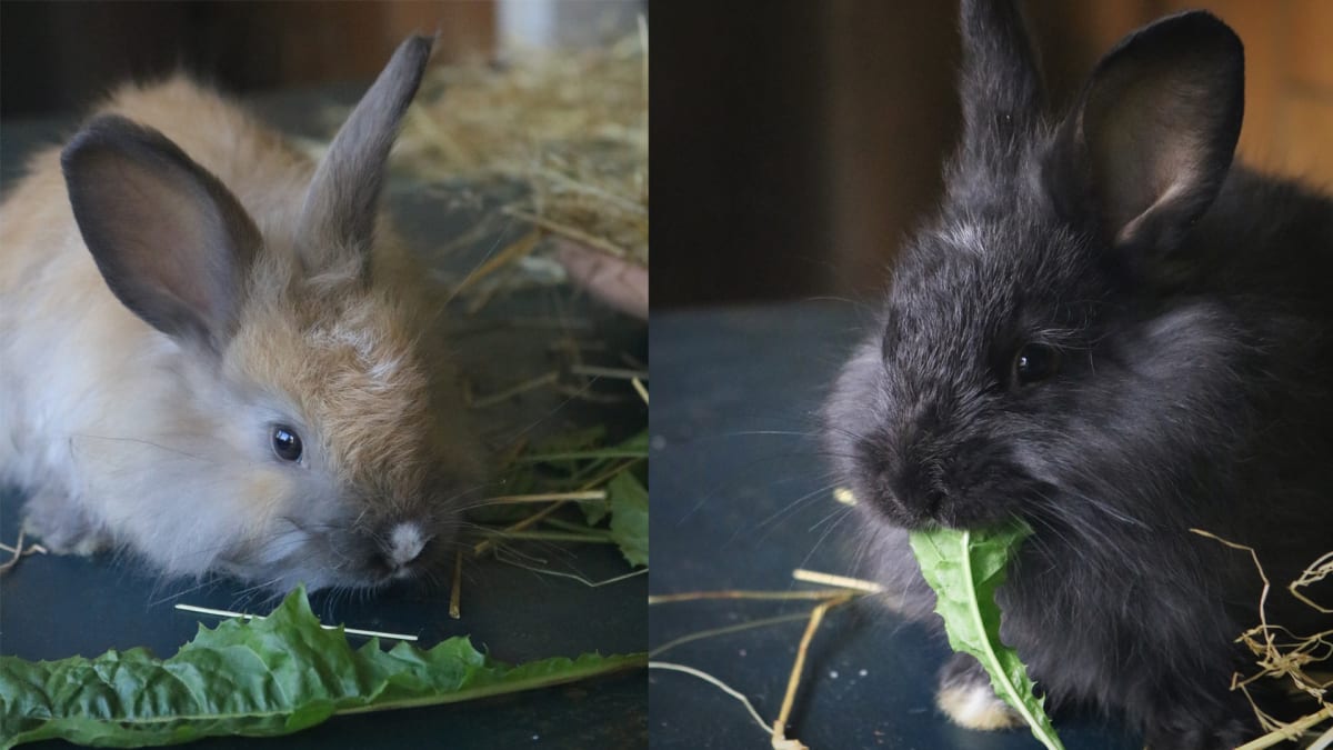 Foder til kaniner_01