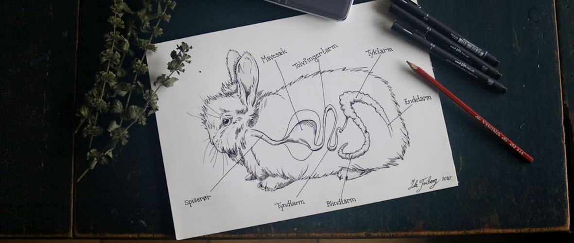 Indlag-PIC-Fordøjelsessystem02