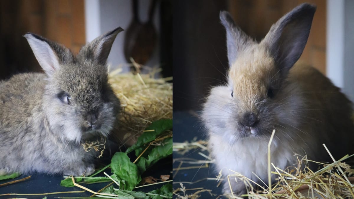 Foder til kaniner_02