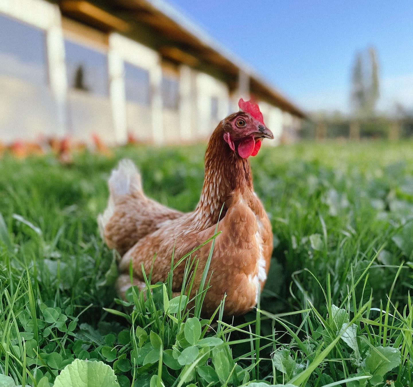 ¿Por qué elegir huevos de gallinas libres de jaula?