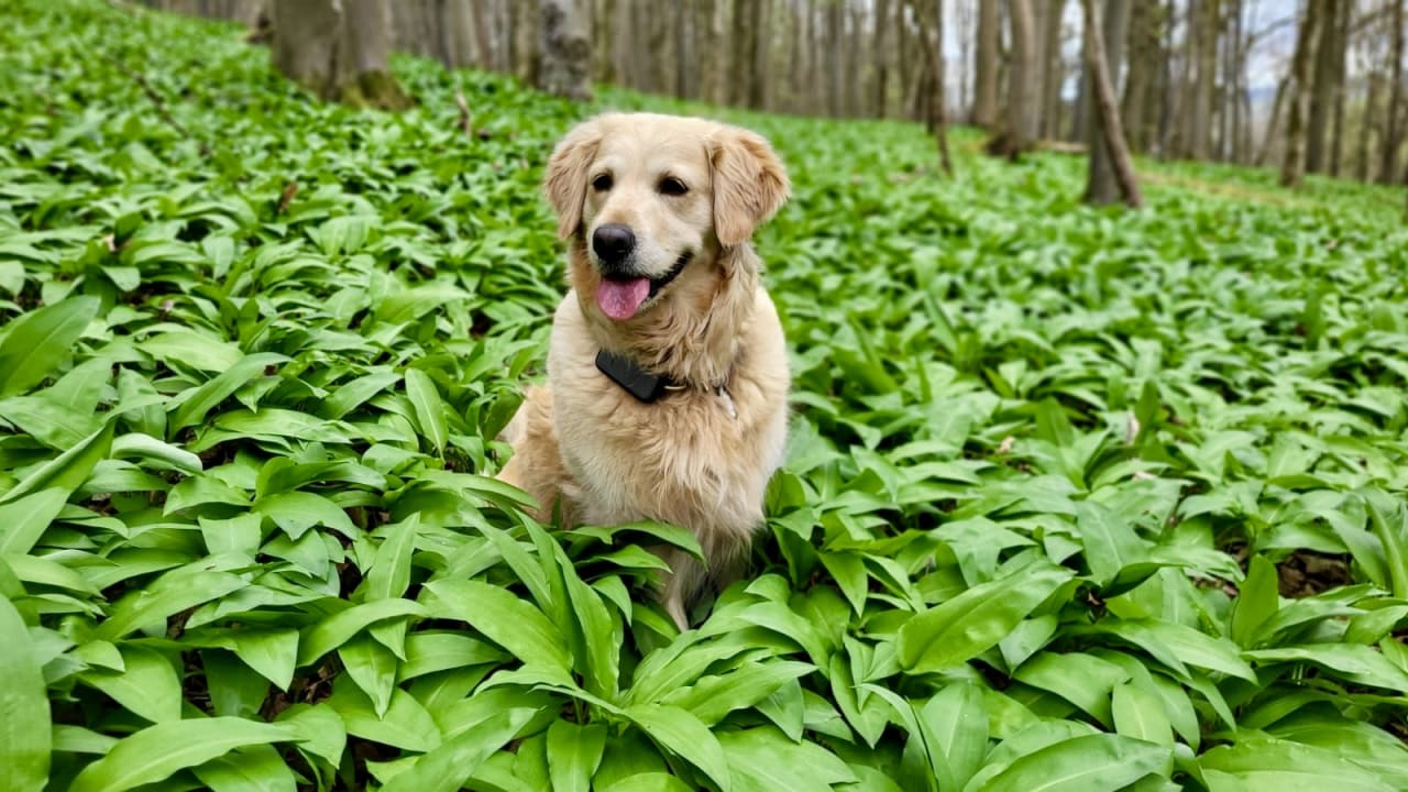 Golden Retriever im grünen Feld