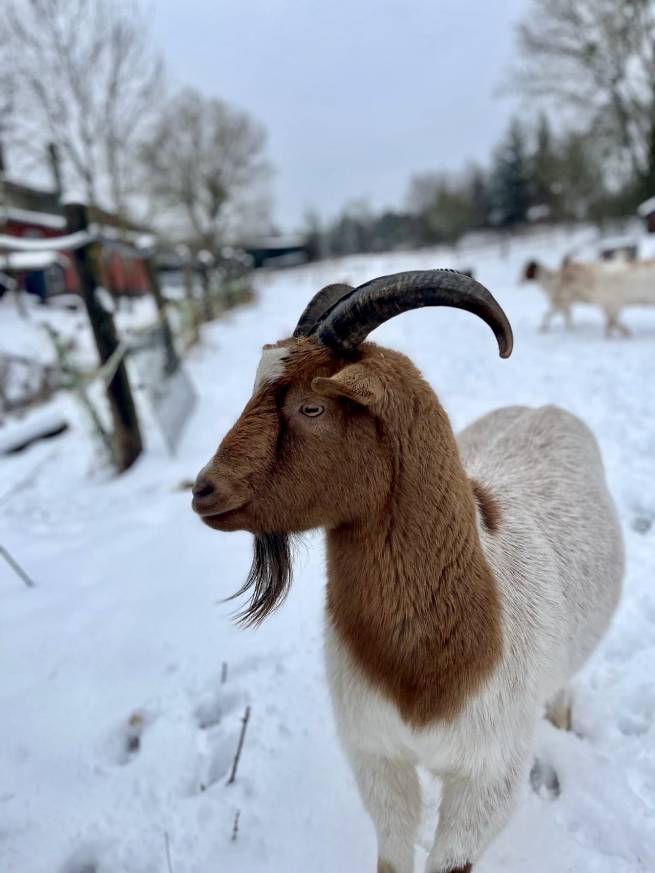 Ziege im Schnee