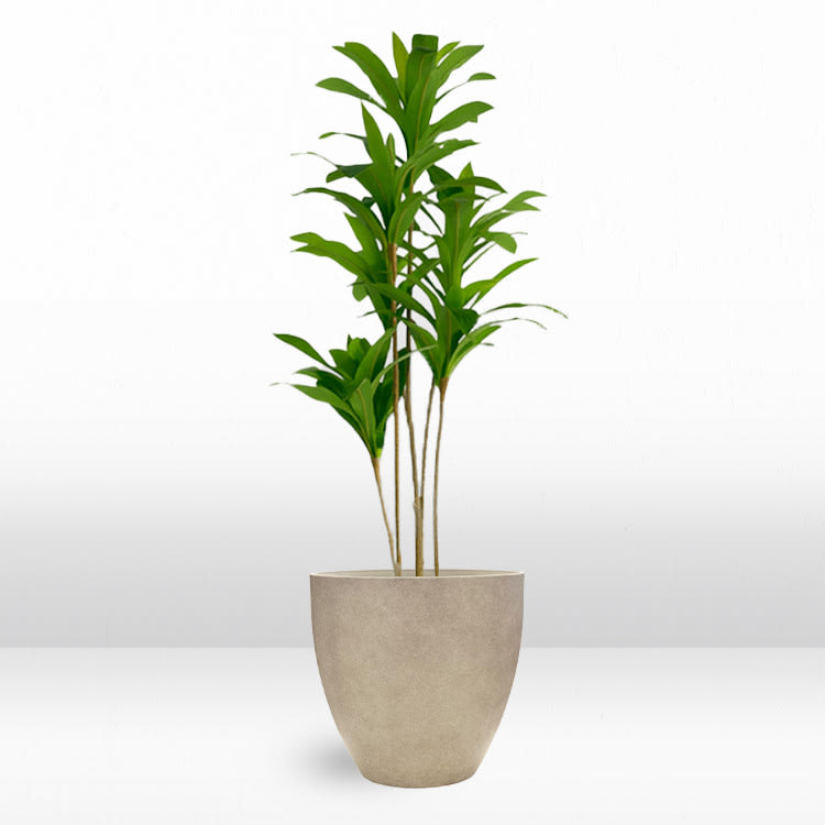 Plant - Dragon view 2