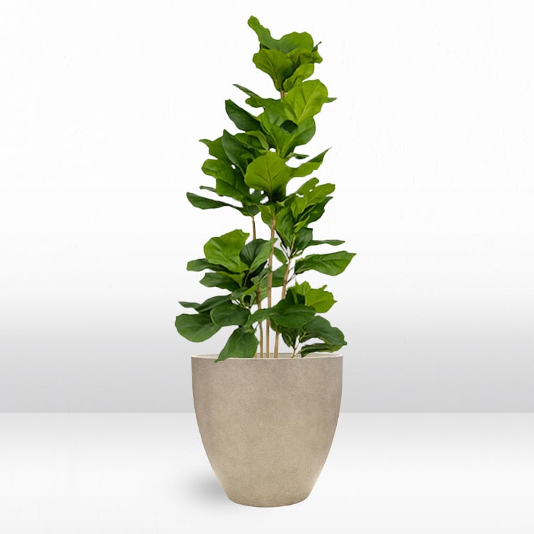 Plant - Fig view 2