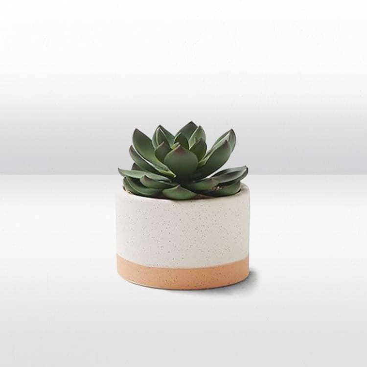 Plant - Mini Agave - Ceramic Pot view 2