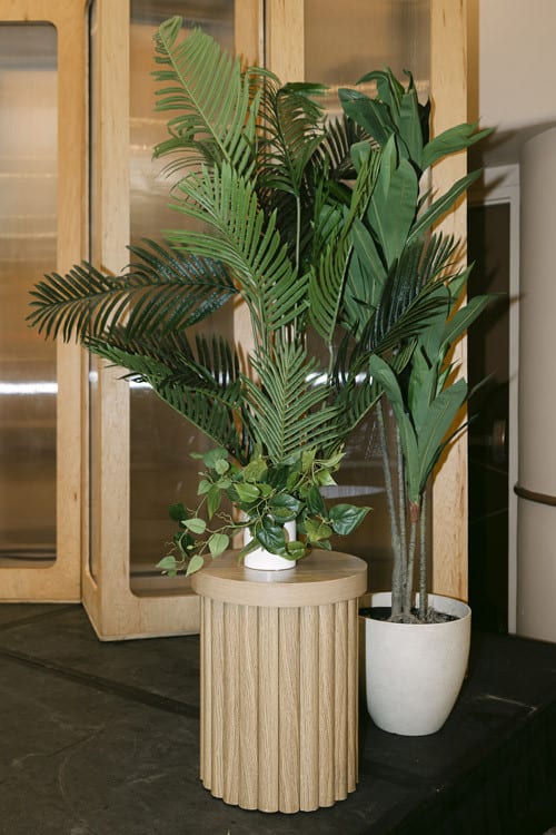 Plant - Palm view 5