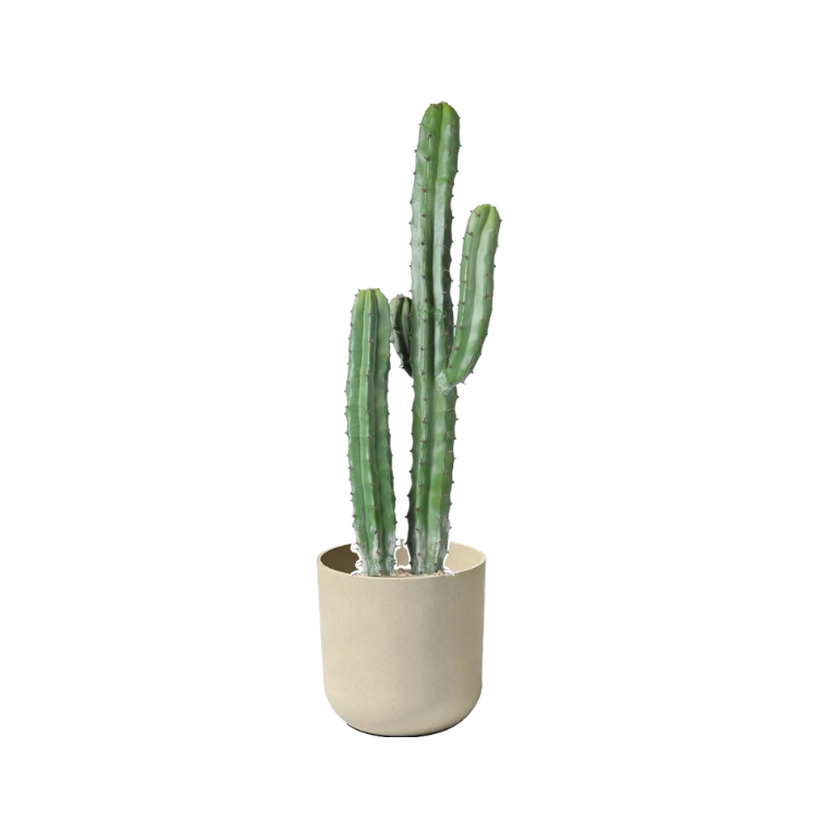 Plant - Blue Candle Cactus