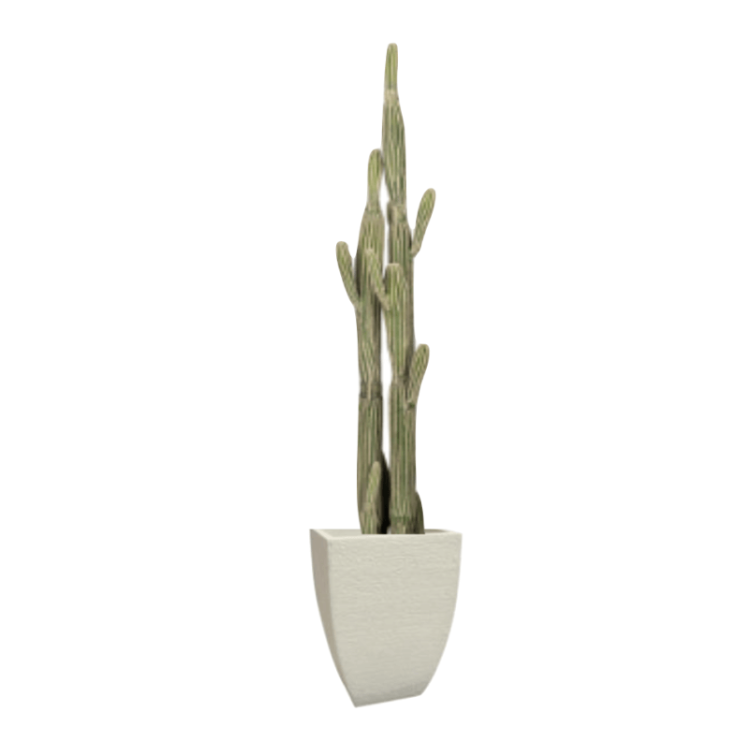 Plant - Cereus Cactus