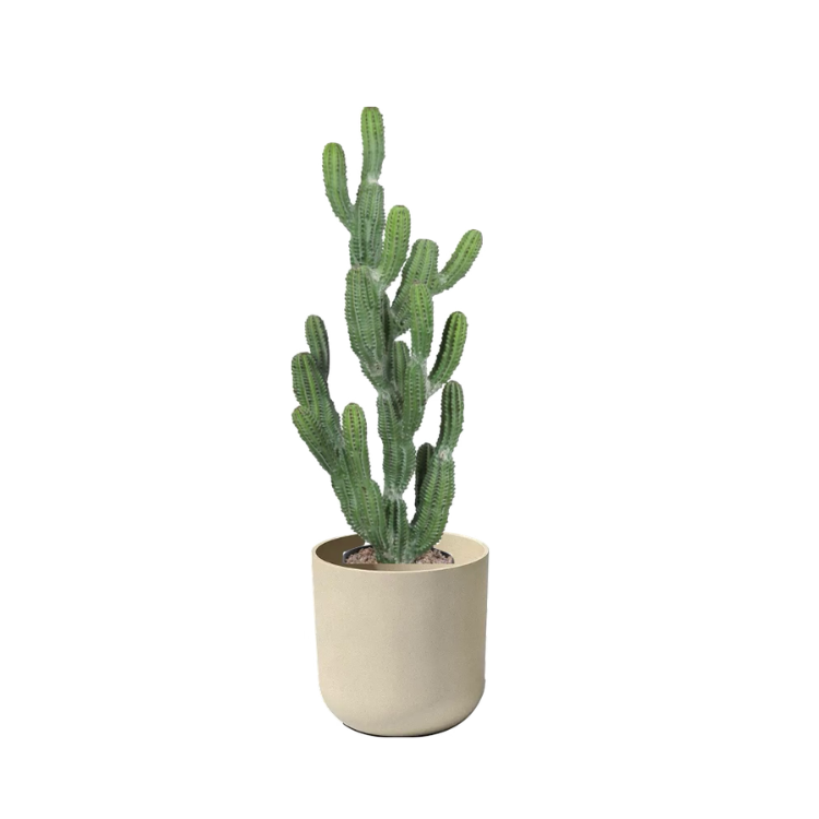 Plant - Tree Cactus