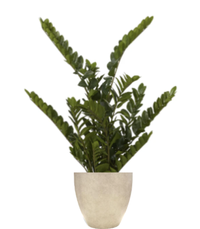 Plant - ZZ Plant