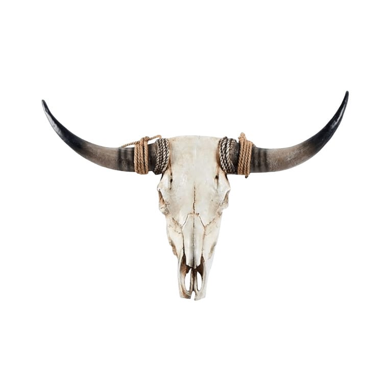 Large Cow Skull