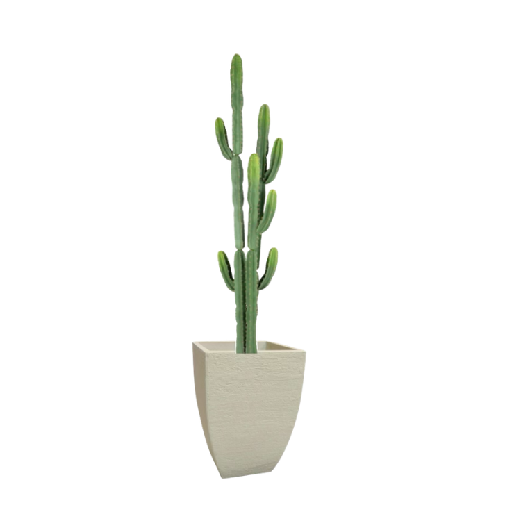 Plant - Baja Finger