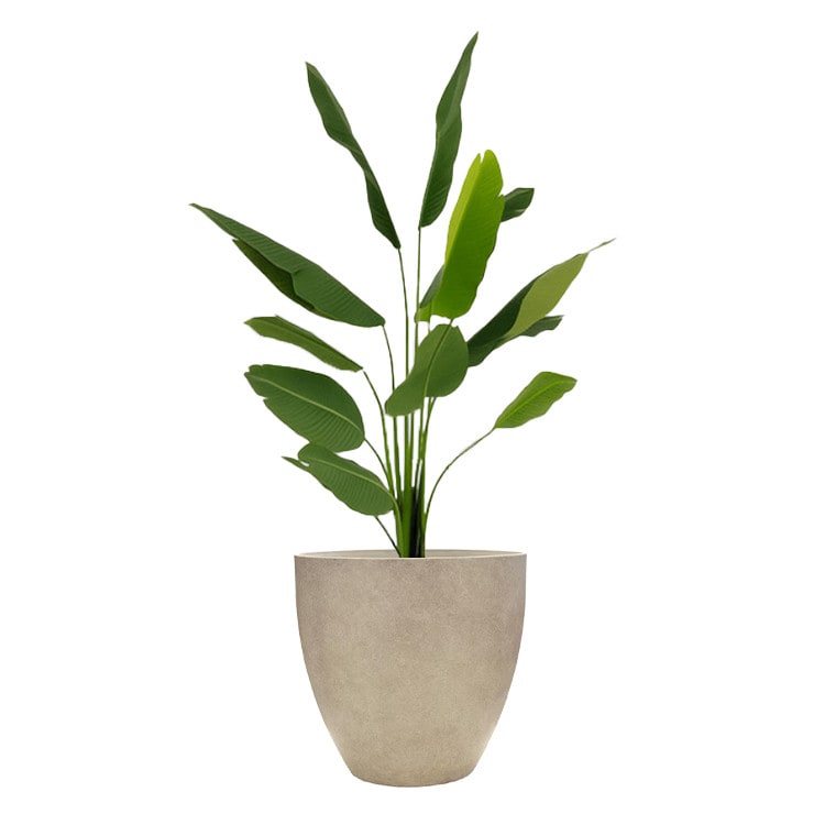 Plant - Banana