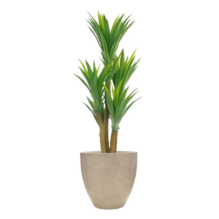 Plant - Cane Yucca