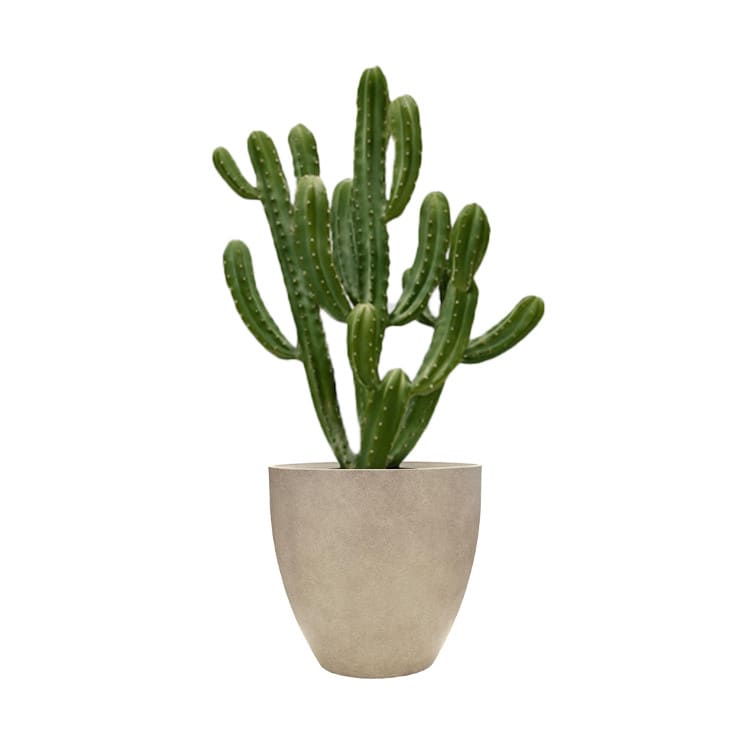 Plant - Cowboy