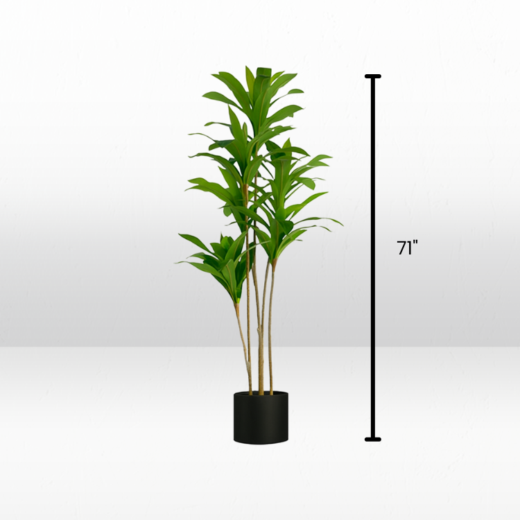 Plant - Dragon view 4