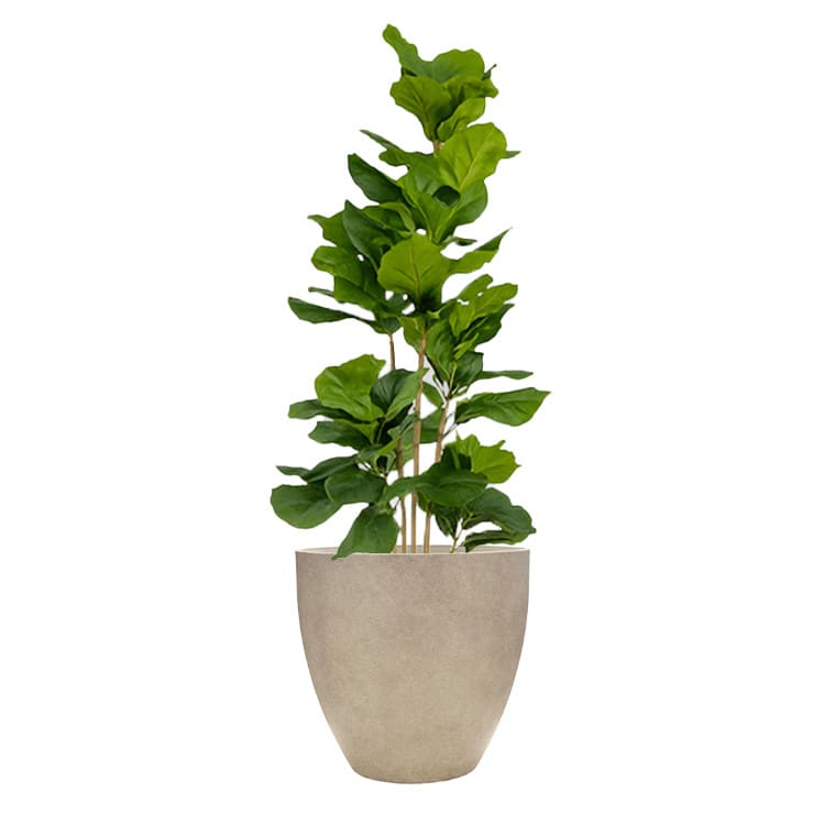 Plant - Fig