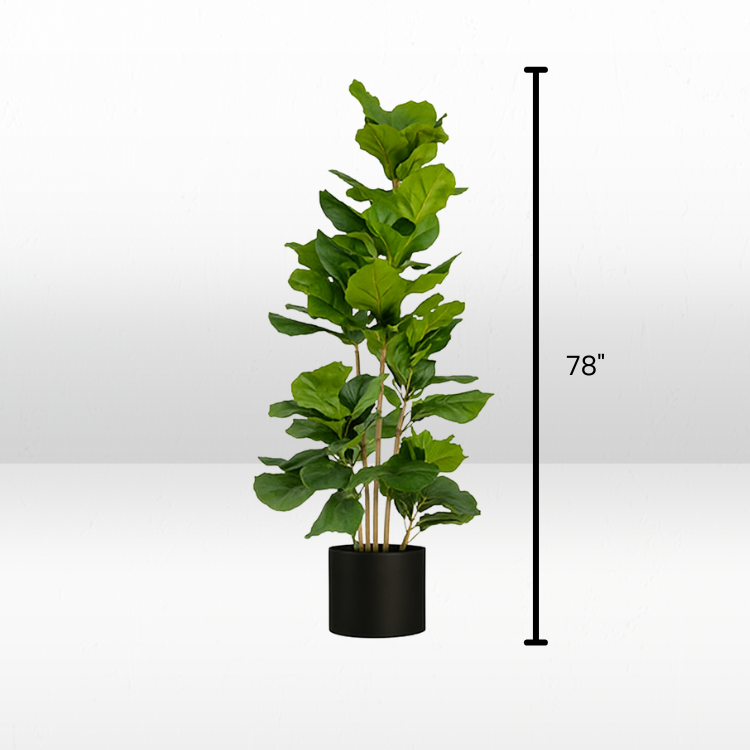 Plant - Fig view 6