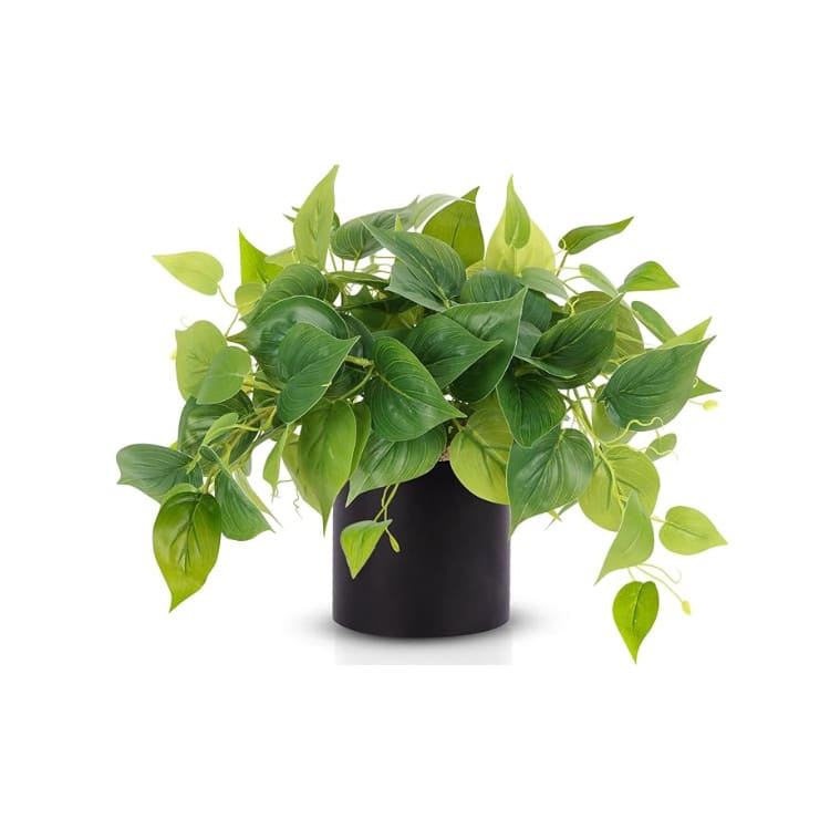 Plant - House Plant - Black Pot