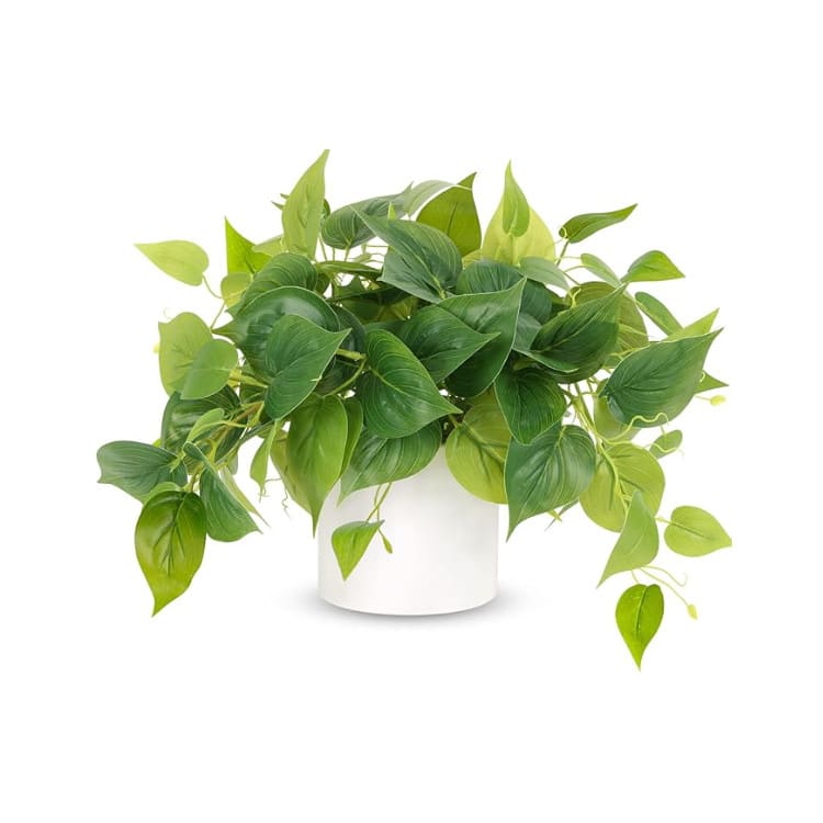 Plant - House Plant - White Pot