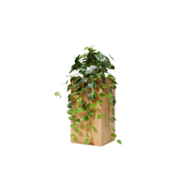 Plant - House Plant Cascade