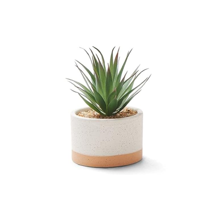 Plant - Mini Agave - Ceramic Pot