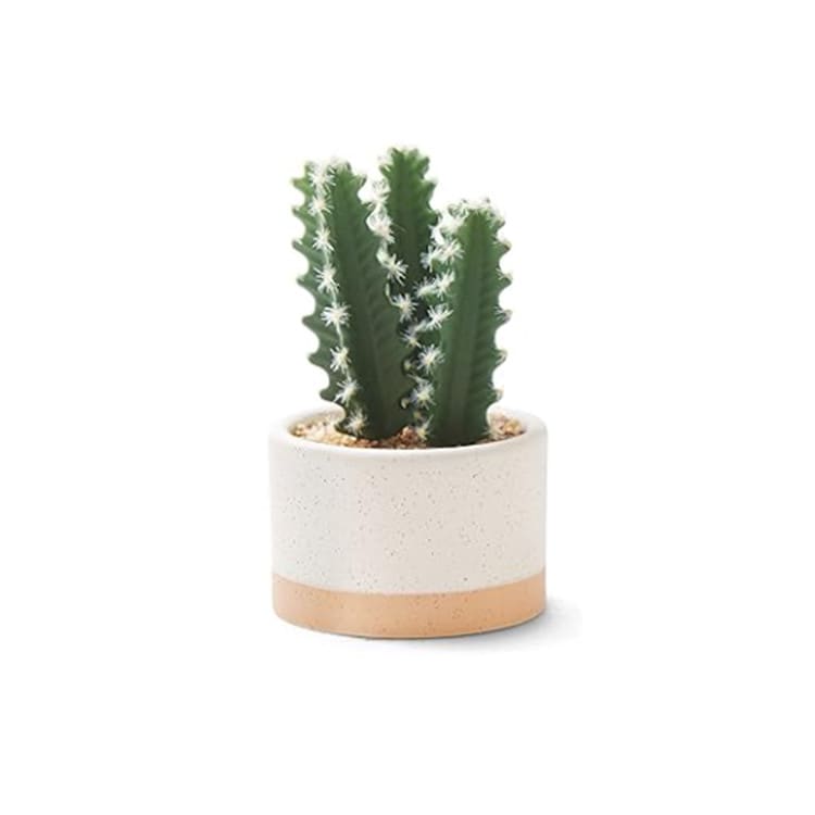 Plant - Mini Cactus - Ceramic Pot