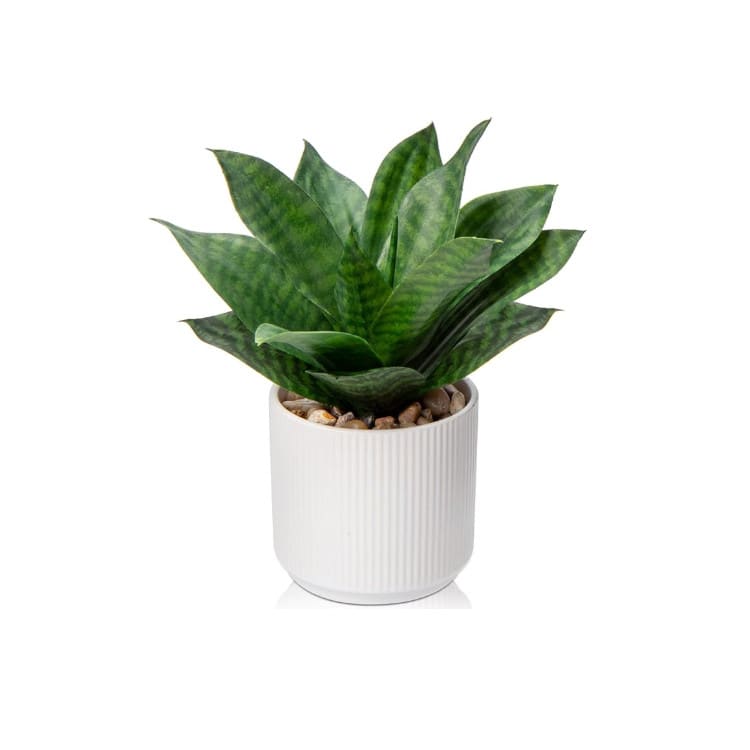 Plant - Mini Snake Plant