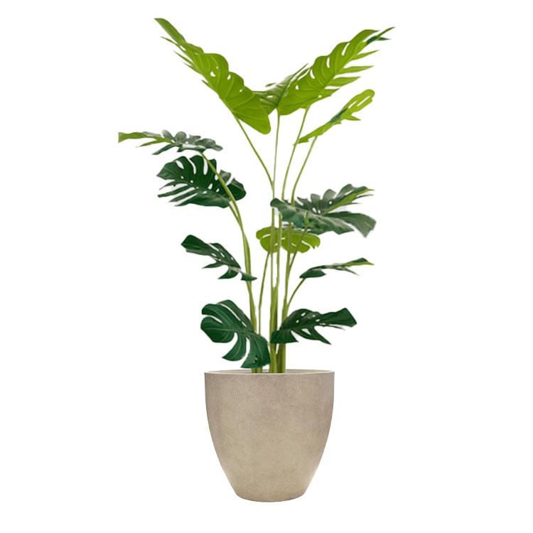 Plant - Monstera