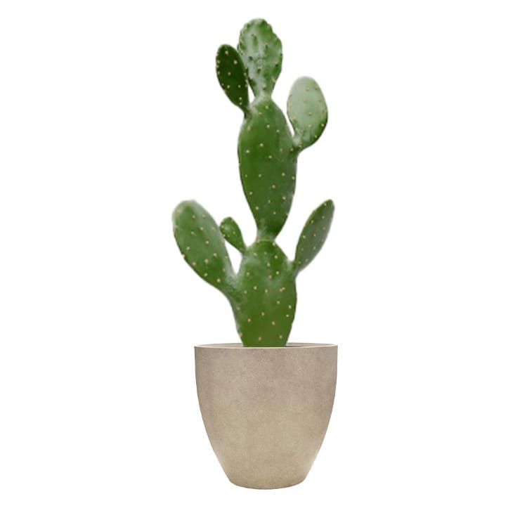 Plant - Prickly Pear
