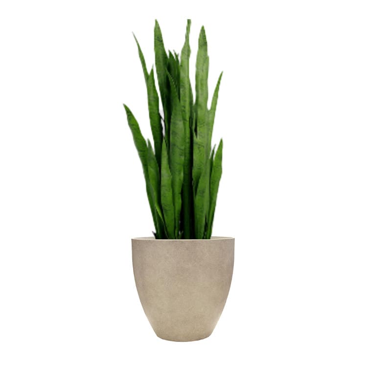 Plant - Snake