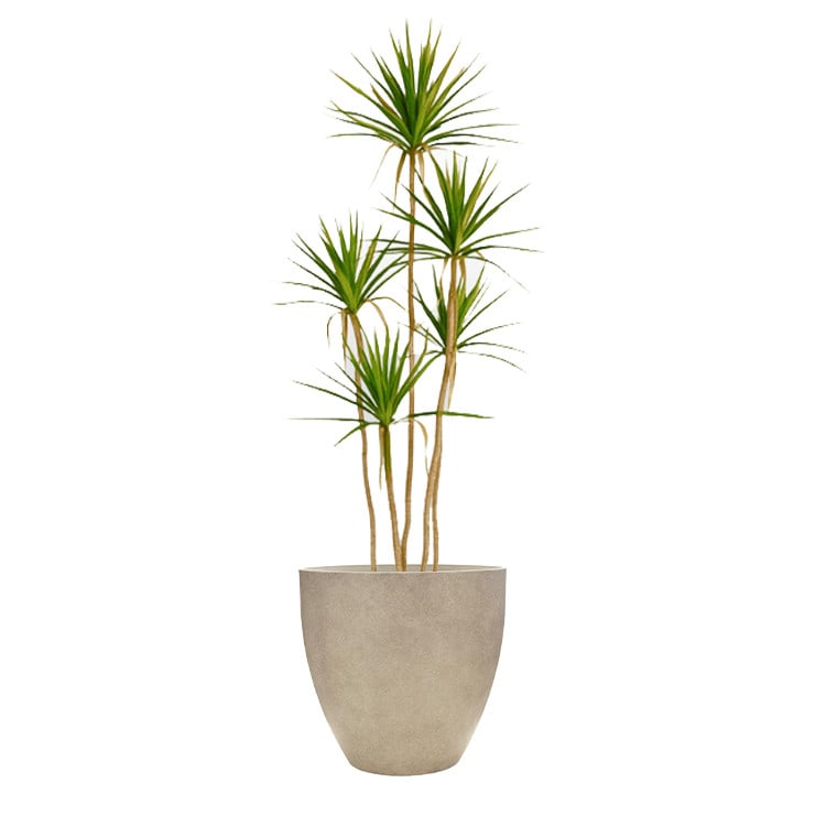 Plant - Spanish Dagger