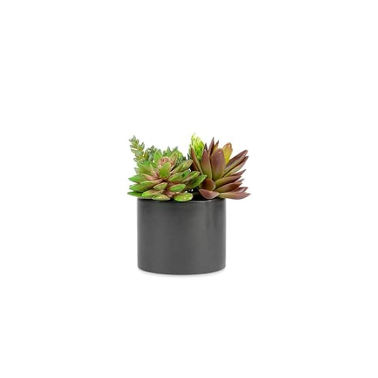 Plant - Succulent Arrangement - Small