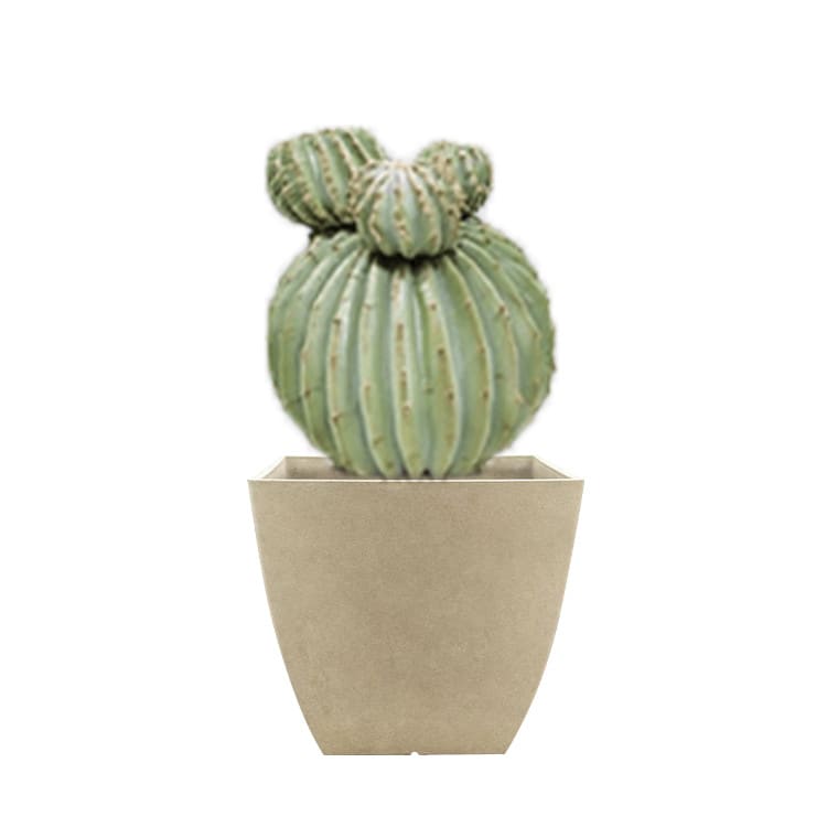Plant - Texas Barrel