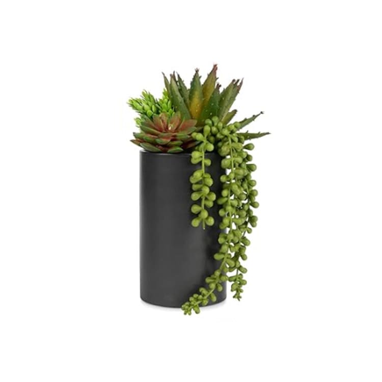 Plant - Succulent Arrangement - Large