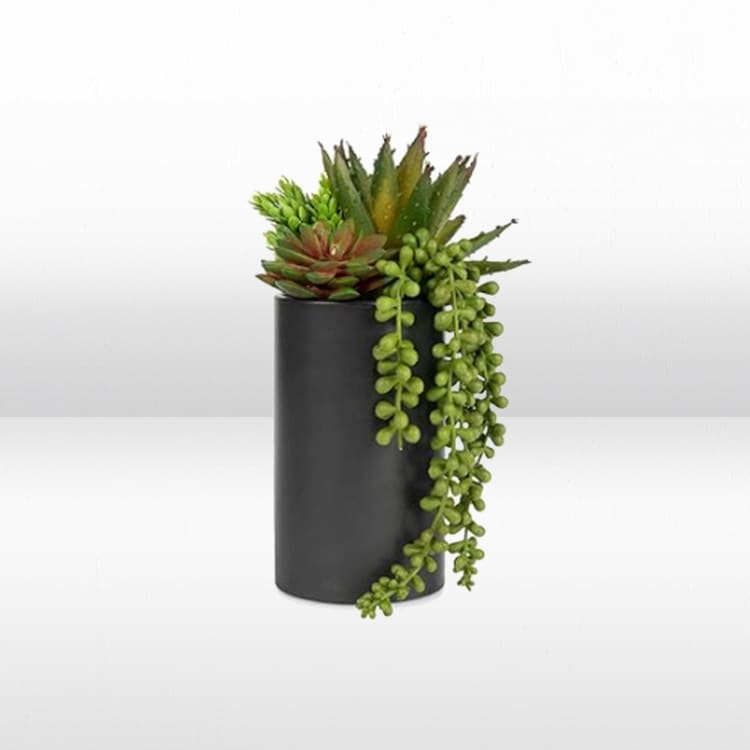 Plant - Succulent Arrangement - Large view 2