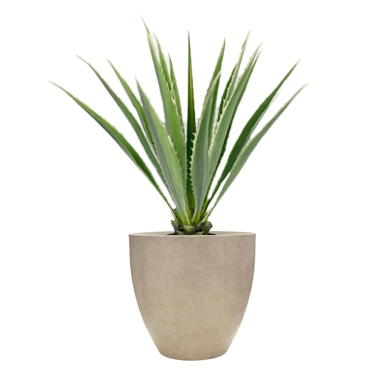 Plant - Agave view 2