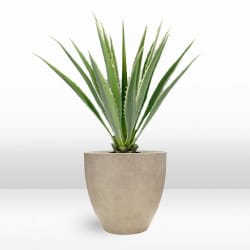 Plant - Agave view 3