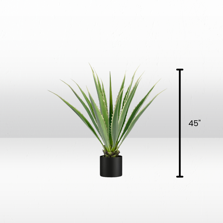 Plant - Agave view 7