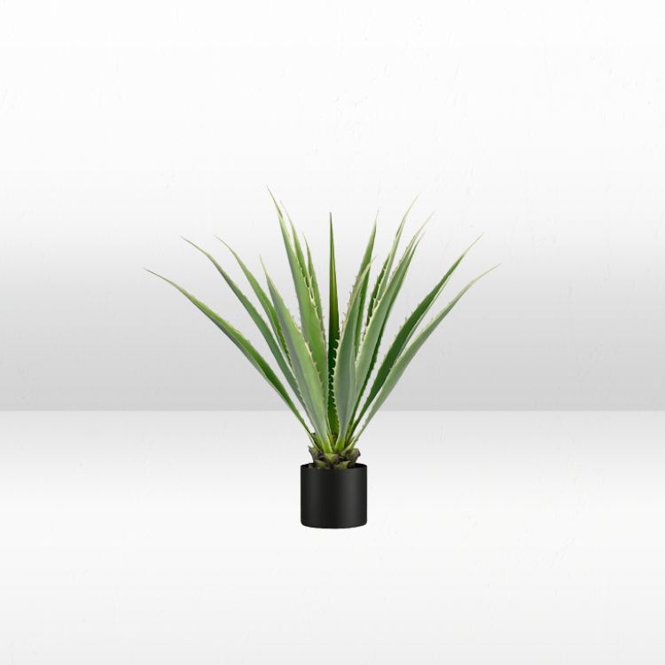 Plant - Agave view 8