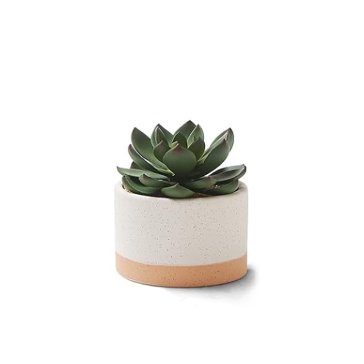 Plant - Mini Succulent  - Ceramic Pot